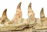 Mosasaur Jaw Section with Twelve Teeth - Morocco #189998-6